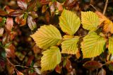 Sorbus alnifolia