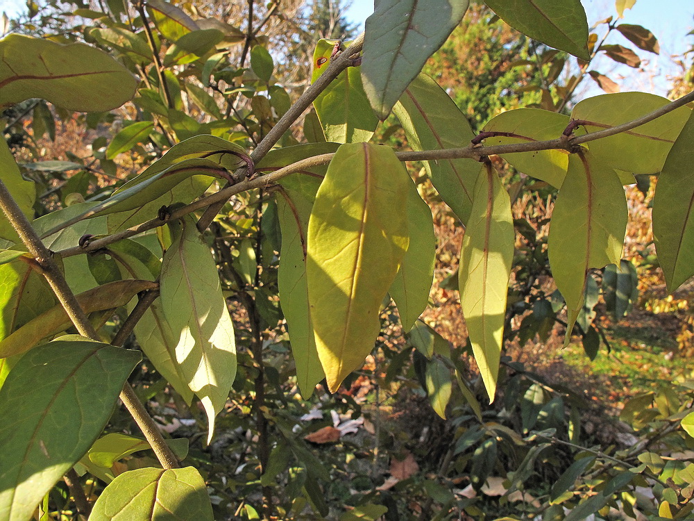 Изображение особи Ligustrum yezoense.