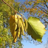 Corylus colurna. Верхушка ветви с мужскими соцветиями и листьями в осенней окраске. Краснодарский край, г. Крымск, территория Крымской ОСС. 20.10.2013.