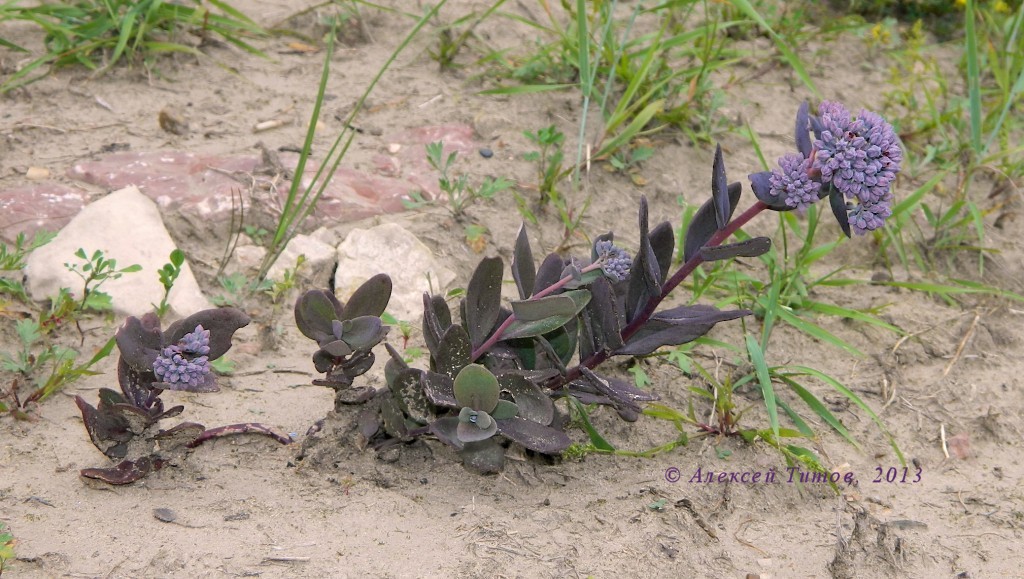 Image of genus Hylotelephium specimen.