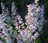 Salvia sclarea