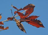 Quercus crispula