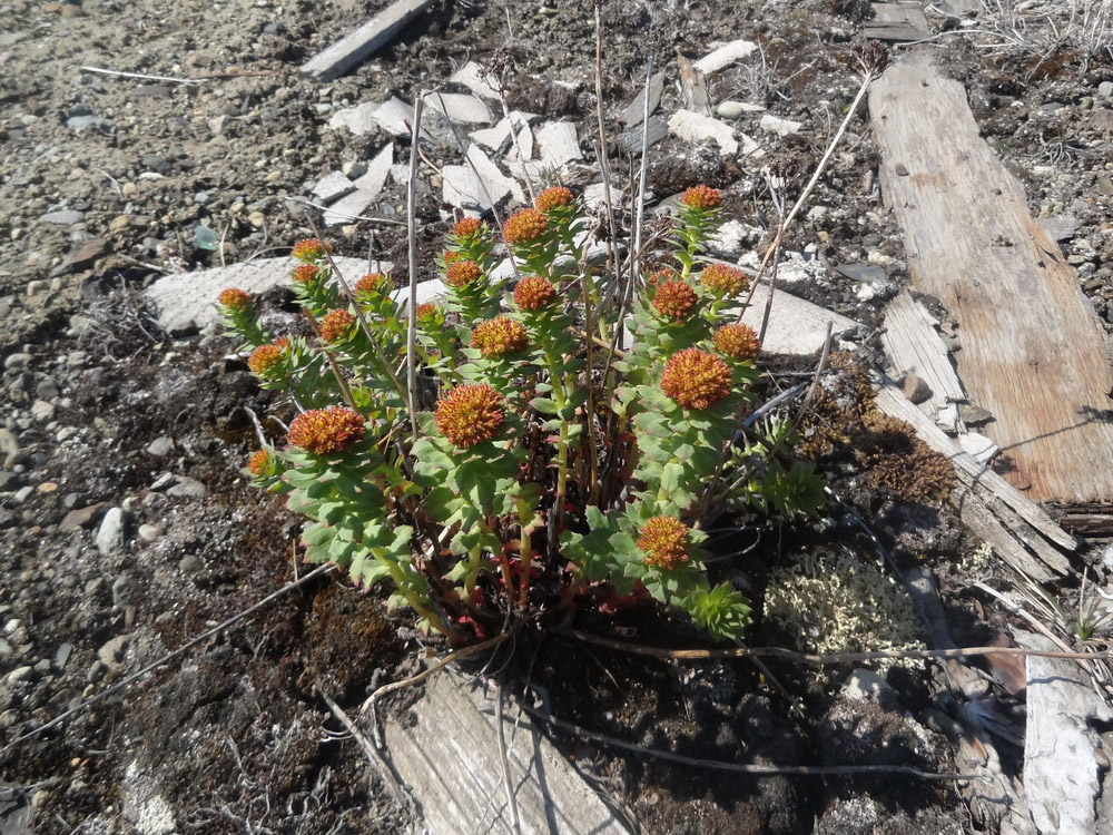 Image of Rhodiola rosea specimen.