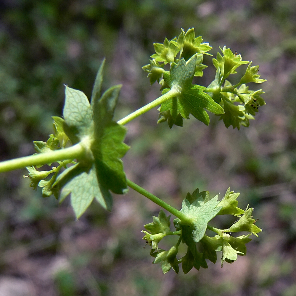 Изображение особи Alchemilla pycnoloba.