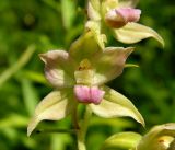 Epipactis papillosa. Цветок. Хабаровский край, Ванинский р-н, окр. пос. Высокогорный, редкостойный белоберезник травяной, возникший на месте старой лиственничной гари. 04.08.2013.