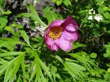 Paeonia anomala
