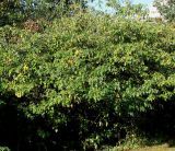 род Crataegus