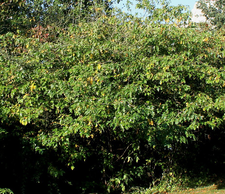 Image of genus Crataegus specimen.