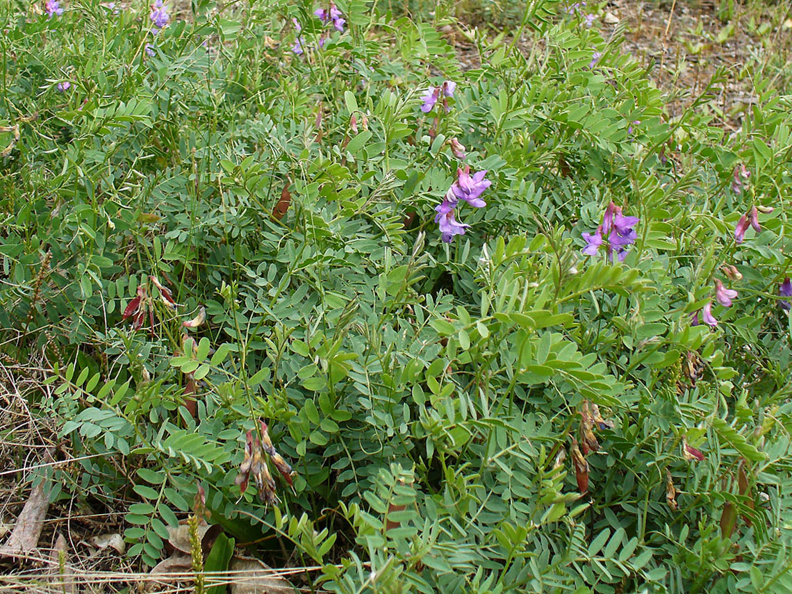 Изображение особи Vicia macrantha.