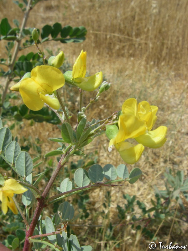 Image of Colutea cilicica specimen.