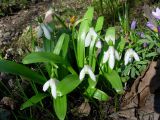 Galanthus woronowii