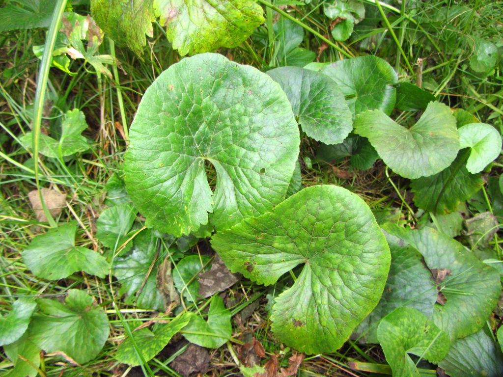Image of genus Ligularia specimen.