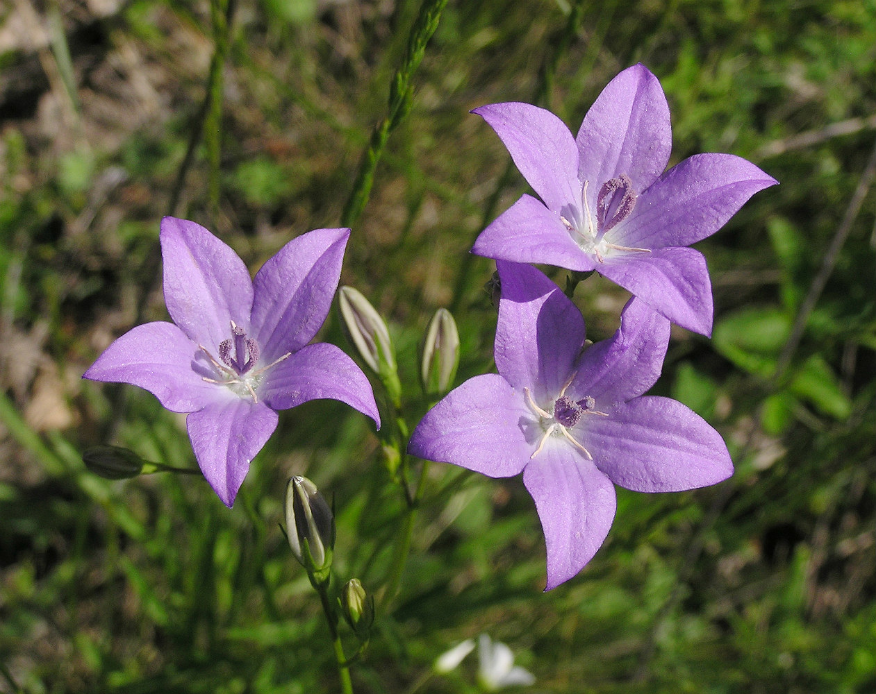 Image of Campanula wolgensis specimen.