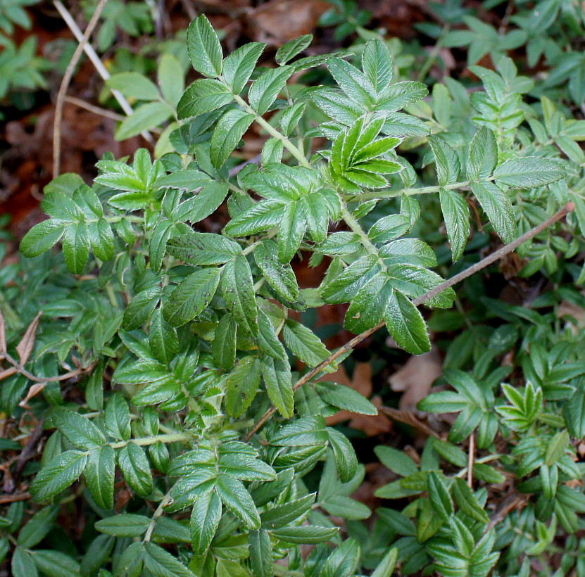 Image of Acaena argentea specimen.