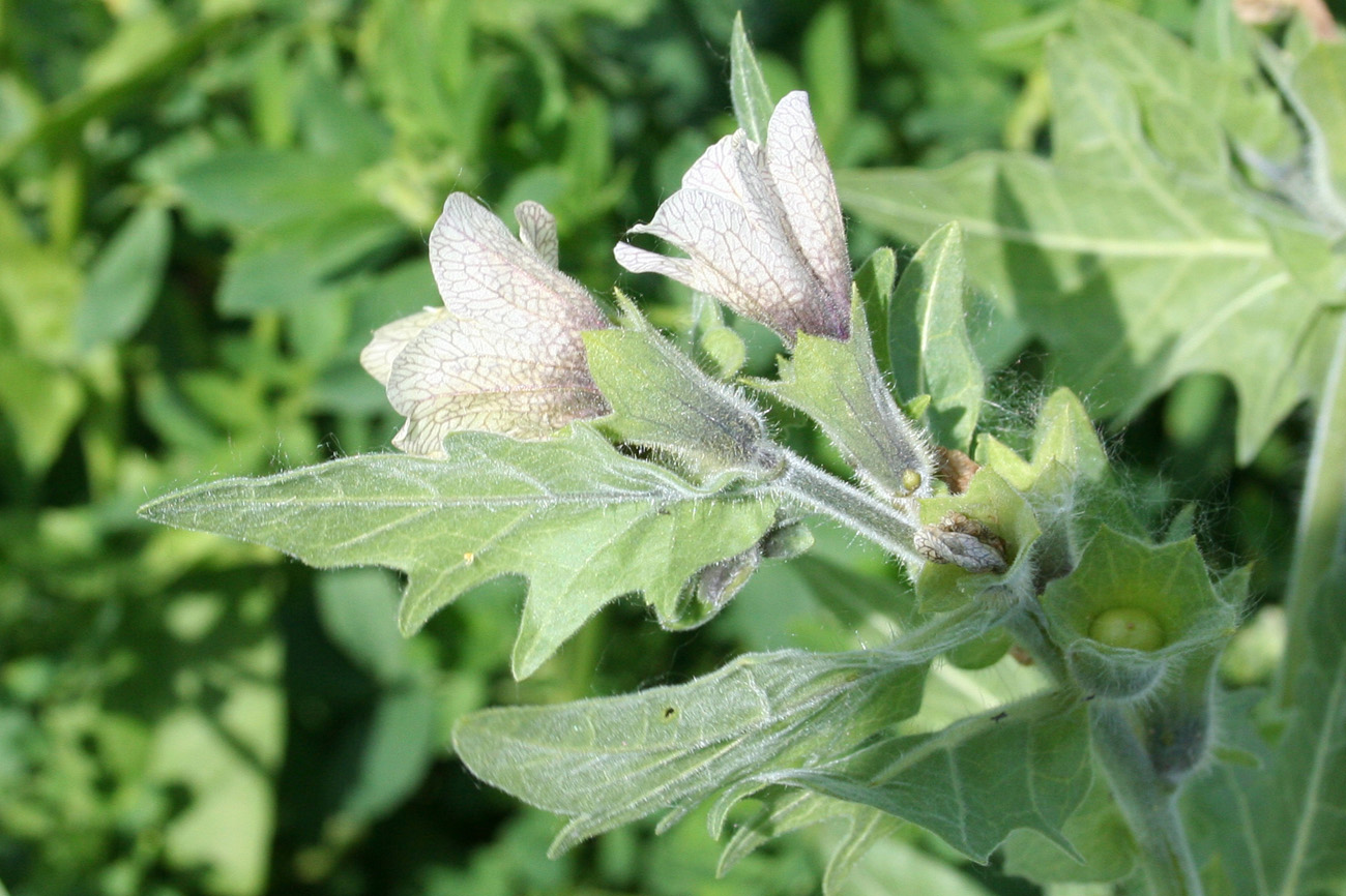 Изображение особи Hyoscyamus niger.