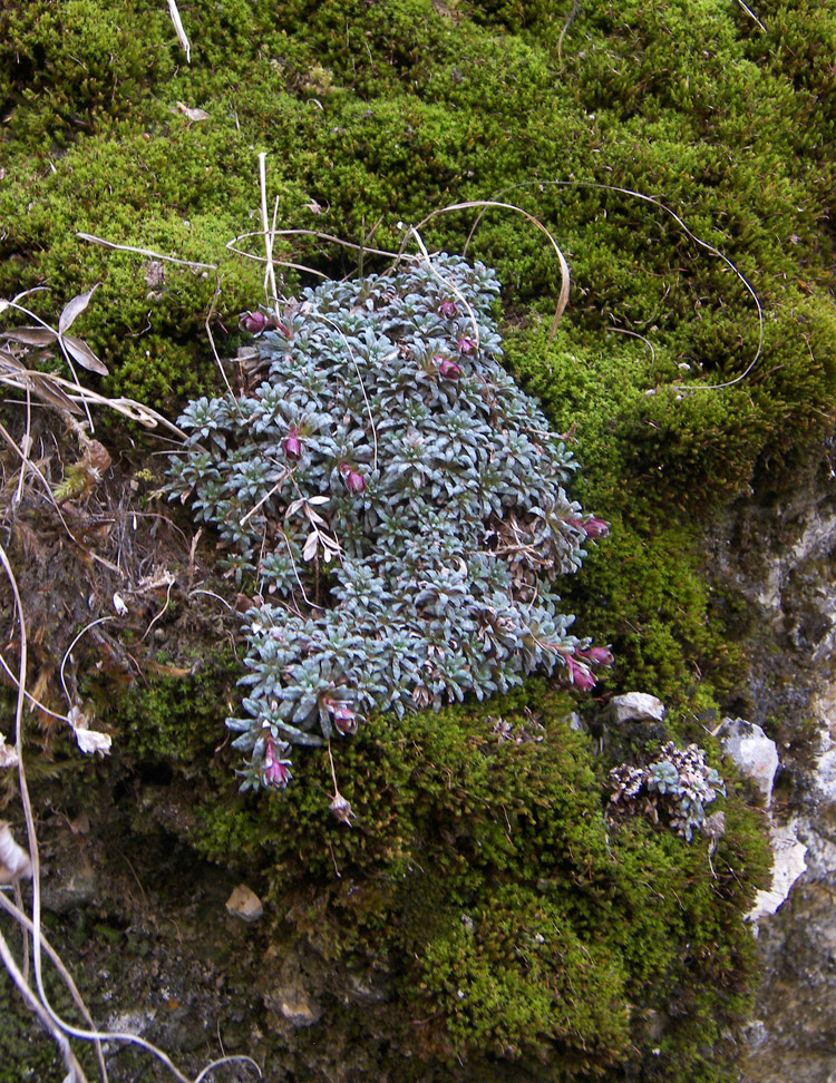 Изображение особи Saxifraga dinnikii.