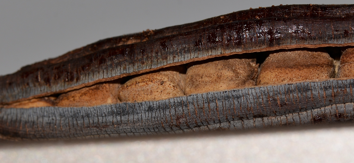 Image of Moringa peregrina specimen.