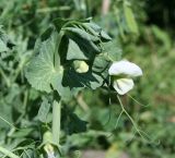 Pisum sativum