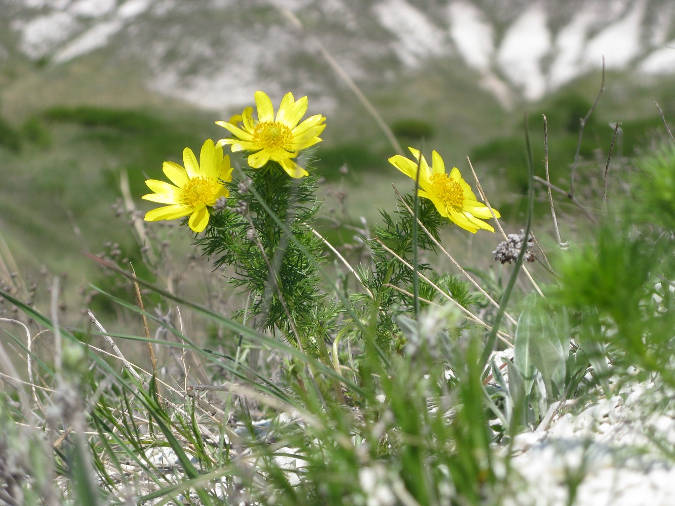 Image of Adonis vernalis specimen.