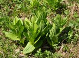 Veratrum lobelianum. Молодые побеги. Краснодарский край, Апшеронский р-н, окр. пос. Мезмай, гора Зауда. 30.04.2014.