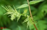 Sorbaria sorbifolia