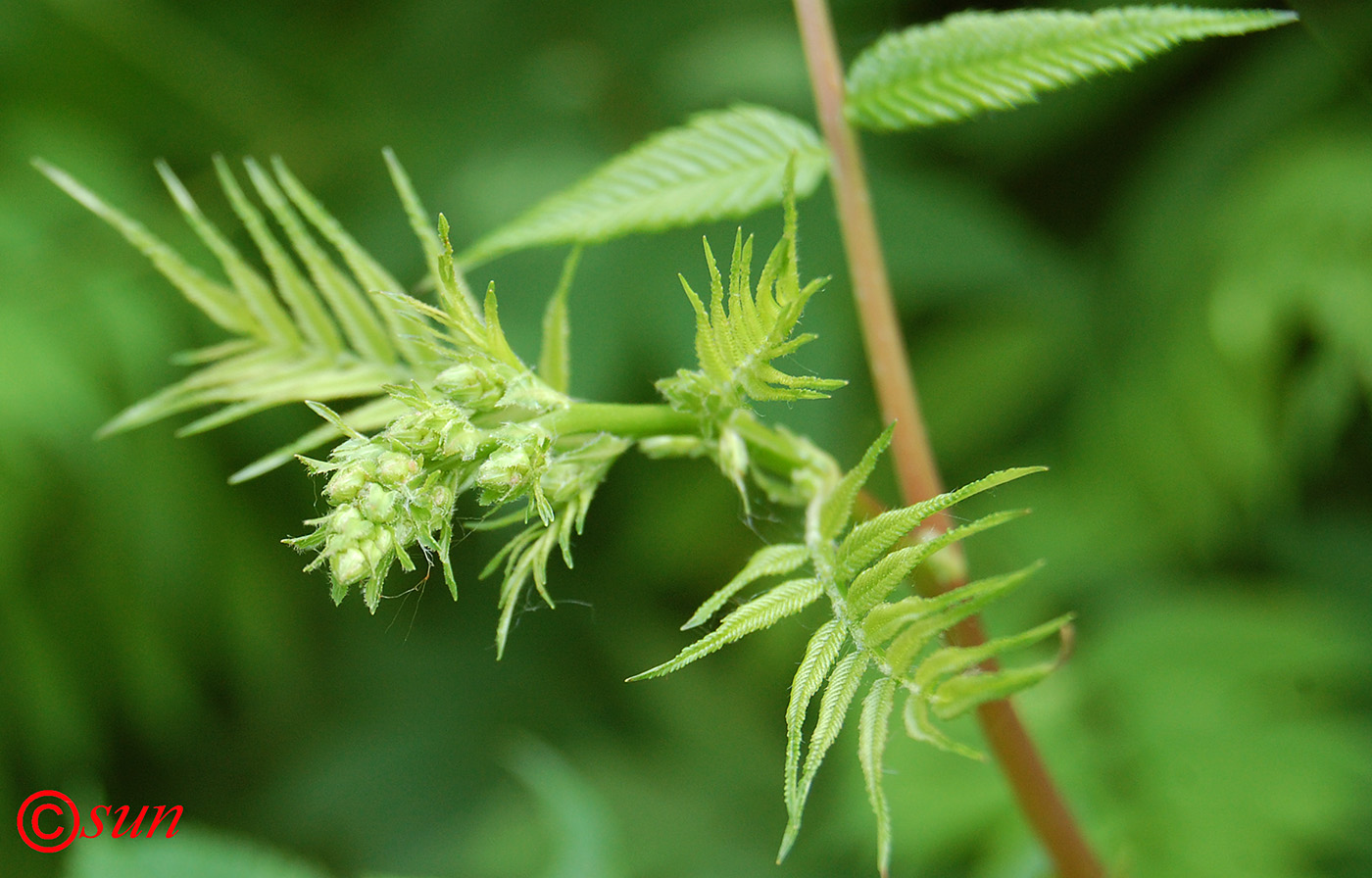 Image of Sorbaria sorbifolia specimen.