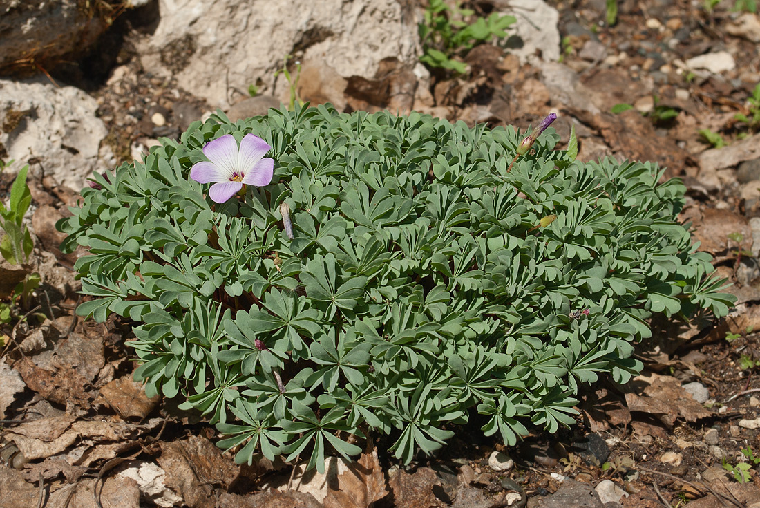 Image of Oxalis adenophylla specimen.