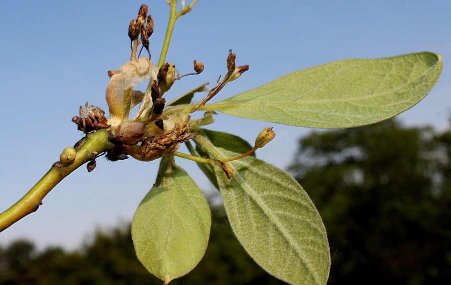 Изображение особи Sassafras albidum.