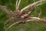 Phleum pratense