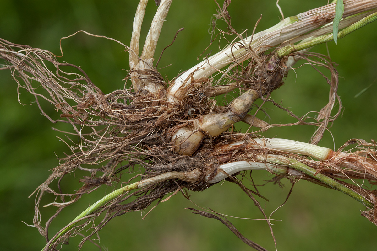 Image of Phleum pratense specimen.