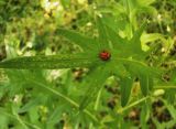 род Cirsium