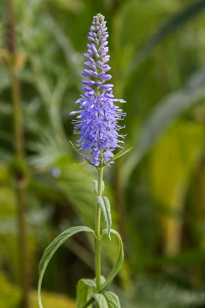 Изображение особи Veronica longifolia.