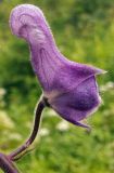 Aconitum septentrionale