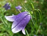 Campanula rotundifolia. Цветок. Тверская обл., Кимрский р-н, окр. дер. Устиново, опушка смешанного леса возле болота. 19.07.2014.