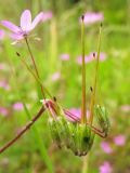 Erodium cicutarium. Соцветие с цветком и формирующимися плодами. Нидерланды, провинция Groningen, окр. населённого пункта Zuidbroek, рудеральное местообитание на обочине дороги. 4 июля 2009 г.