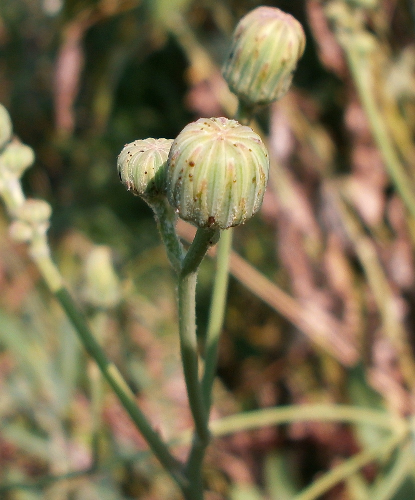 Image of Sonchus arvensis ssp. uliginosus specimen.