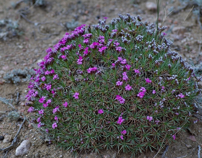 Изображение особи Acantholimon alatavicum.