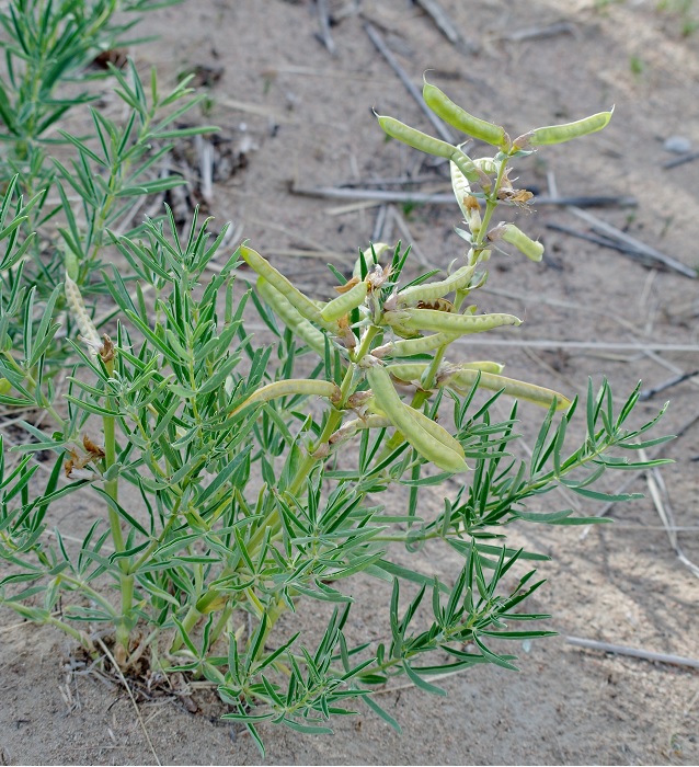 Image of Thermopsis lanceolata specimen.