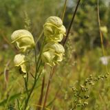 Aconitum coreanum