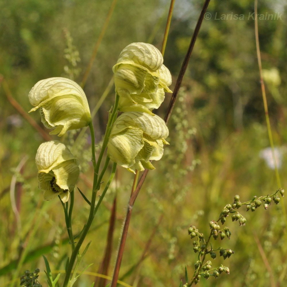 Изображение особи Aconitum coreanum.