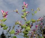 Lespedeza bicolor. Верхние части побегов с соцветиями. Германия, г. Дюссельдорф, Ботанический сад университета. 05.09.2014.
