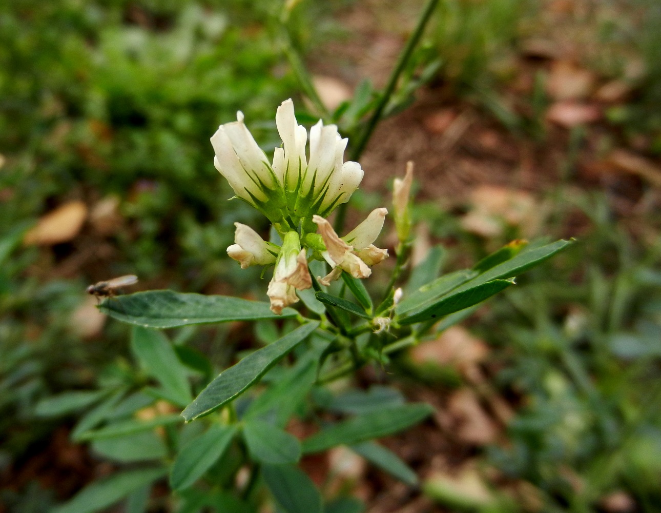 Изображение особи Medicago sativa.