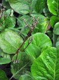 Bergenia crassifolia. Верхушка плодоносящего растения. Соловецкие острова, остров Большой Соловецкий, залив Долгая губа. 11.07.2014.