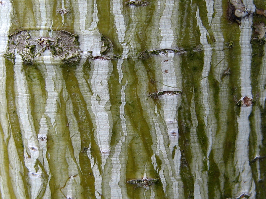 Image of Acer tegmentosum specimen.