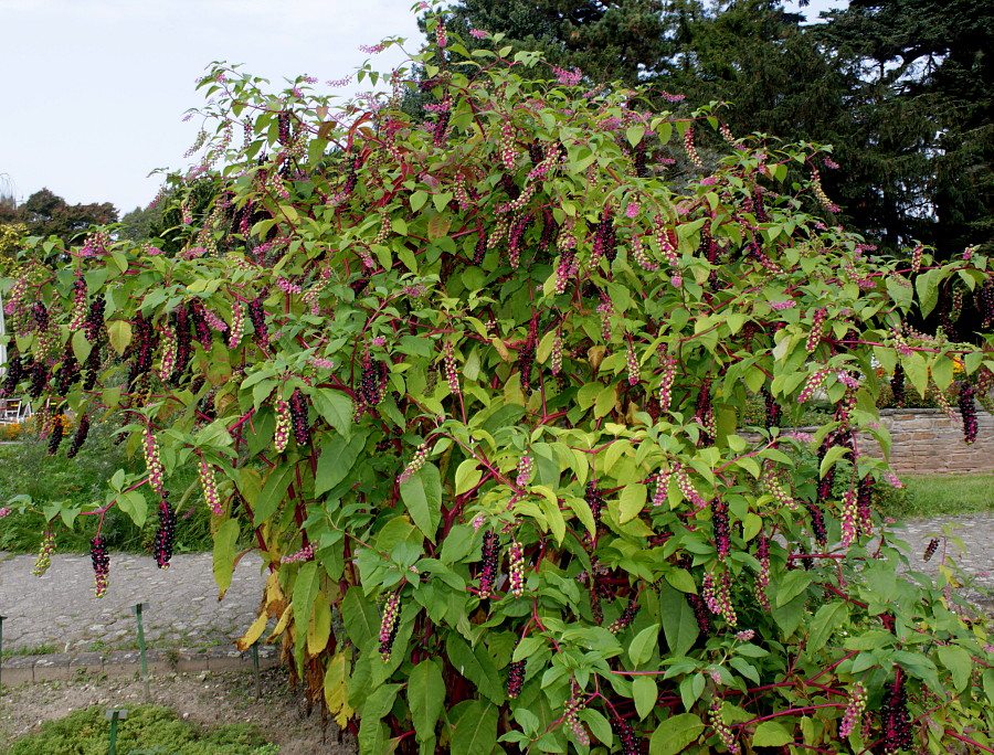 Изображение особи Phytolacca americana.