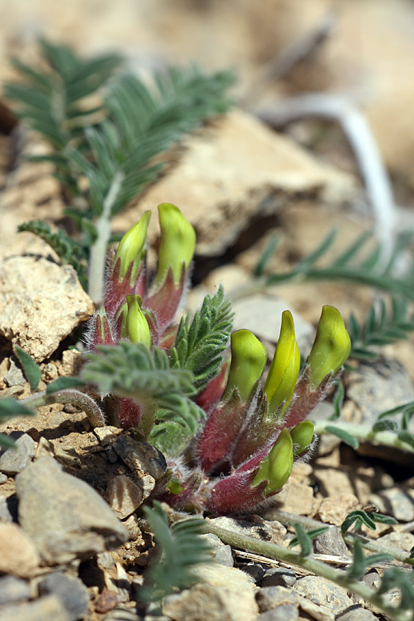 Изображение особи Astragalus atrovinosus.