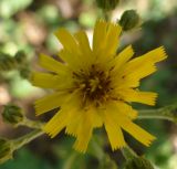 Hieracium virgultorum