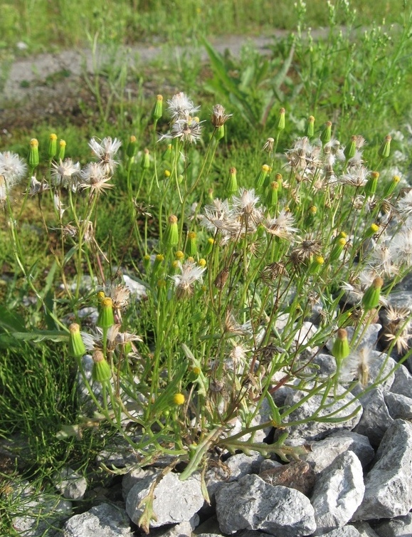 Image of Senecio dubitabilis specimen.