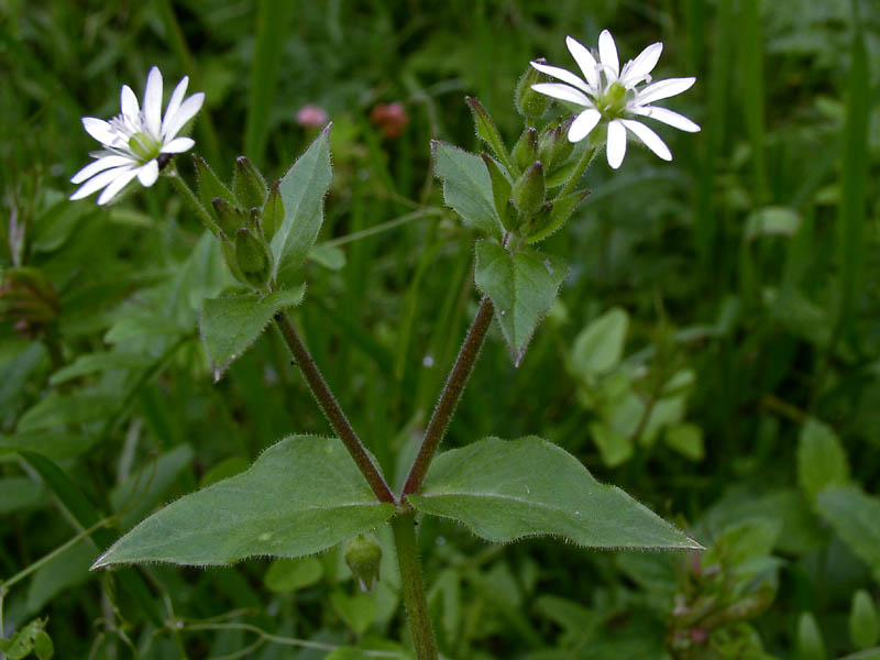 Изображение особи Myosoton aquaticum.