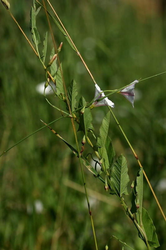 Изображение особи Convolvulus arvensis.